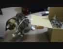 段ボール攻城戦　メインクーン２匹