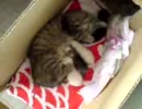 MOL001