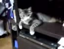 MOL011