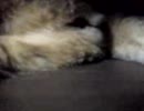MOL027