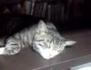 MOL031