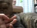 MOL034