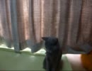 可愛いうちのねこねこ動画