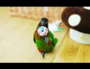 いんこな生活20【ういろ写真集】