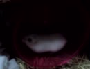 走るハムハム