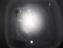 シラスウナギ　２０１１．２．２２　昨日までの採捕分