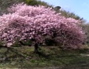 春一番と桜（20110225）