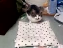 ヌコの習性