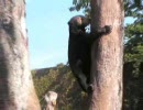 【15・30秒動物シリーズ】　マレーグマ