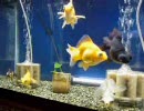 うちの金魚8
