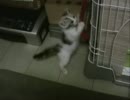 どう考えてもうちのネコが世界で一番かわいいんだがジャッジしてくれ。