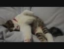うちのぬこ 41 － 寒くって風のふく夜。