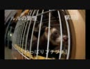 【フェレット】やっぱりプチプチ【第8回】