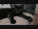 （ビシッ！）見事に親指を突き立てる猫