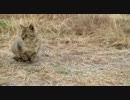 【野良猫】河原に住んでいる野良猫を撮影してみた　その9