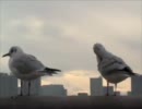 宵jam｜空（カモメ編）