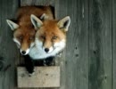 【コレッリ】四声のソナタWoO.4【ボカロ四重唱】