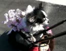 コスプレ犬ウィン　in　河津桜祭り7