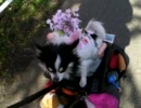 コスプレ犬ウィン　in　河津桜祭り8