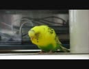 おしゃべり練習