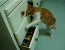 うちの猫は引き出しが開けれます☆