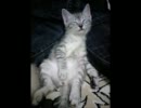 動画作ってみた！こねこの部屋編