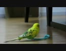 鈴さんと遊ぶ