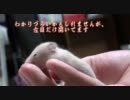 子ハムスターの目が開いた【14日目】