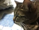夢を見る猫