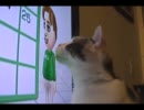 Wii Fit で遊ぶよー