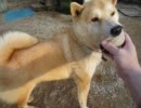 コロ犬くんとボール遊び