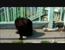 毛づくろい中の黒猫さん