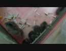 ハムハム動画