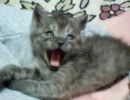 撮ってみた－こねこ編１－