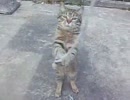 必死な猫