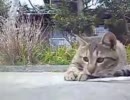 必死な猫 ～LONGver～