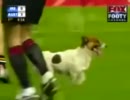 オージーフットボールに犬が乱入