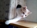 【猫好きの為の】　もっふもふ村　その22　【ぬこ動画♪】