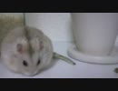 【にぼし】 だが断る