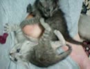 撮ってみた－こねこ１・２オトナシ響子編－