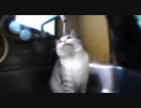 ぬこの水飲み　結構わろすwww
