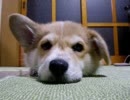 眠気に負けそうなウェルシュコーギーの子犬