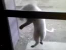 【ネコ】　野良猫ジャンプ～猫のどや顔～　【ぬこぬこ動画】