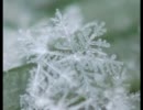 「snow drop」を歌ってみた