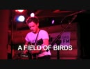 The Tallest Man on Earth - A Field of Birds (Live on KEXP)