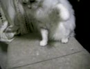うちのぬこ１