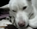 イヴ★オヤスミなう