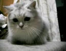 うちのぬこ２