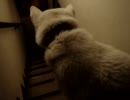 イヴ★階段下り