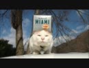 【猫ぬこ動画】MIAMI（マイアミ）